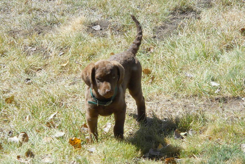 Chesapeake Bay Retriever